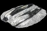 Polished Orthoceras (Cephalopod) Fossils - Morocco #96615-1